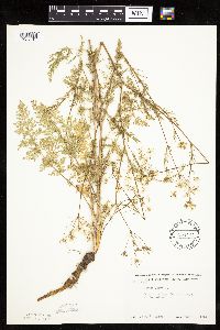 Carum carvi image