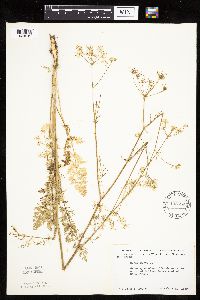 Carum carvi image