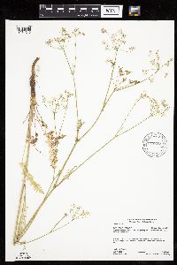 Carum carvi image
