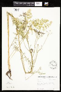 Carum carvi image