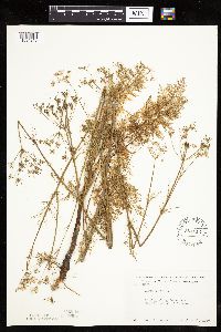 Carum carvi image