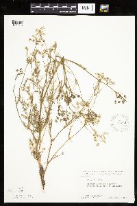Carum carvi image