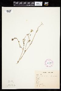 Carum carvi image