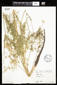 Carum carvi image