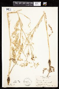 Carum carvi image