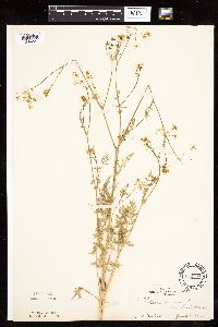 Carum carvi image