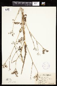 Carum carvi image