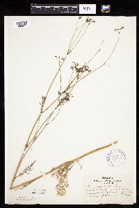 Carum carvi image