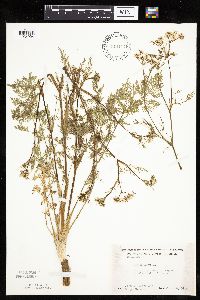 Carum carvi image