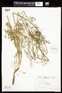 Carum carvi image