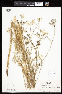 Carum carvi image
