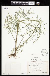 Cicuta bulbifera image