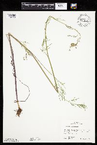 Cicuta bulbifera image