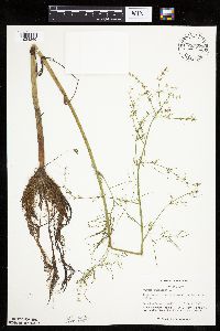 Cicuta bulbifera image