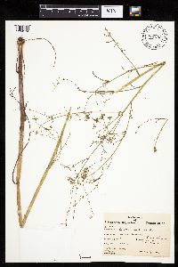 Cicuta bulbifera image