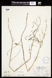 Cicuta bulbifera image