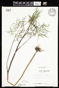 Cicuta bulbifera image