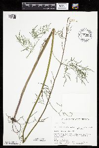 Cicuta bulbifera image