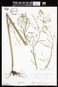 Cicuta bulbifera image