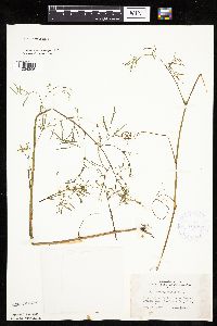 Cicuta bulbifera image