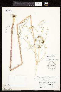 Cicuta bulbifera image