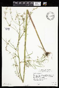 Cicuta bulbifera image