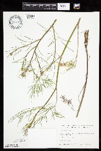 Cicuta bulbifera image