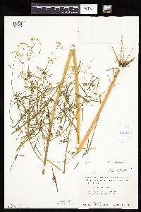 Cicuta bulbifera image