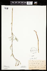 Cicuta bulbifera image