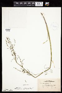 Cicuta bulbifera image