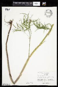 Cicuta bulbifera image