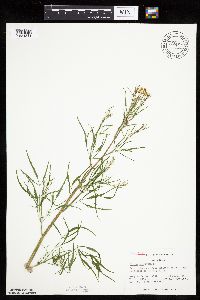 Cicuta bulbifera image