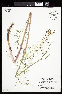 Cicuta bulbifera image
