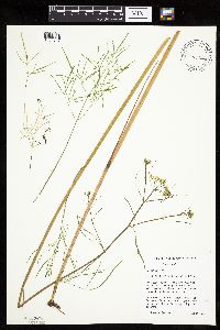 Image of Cicuta bulbifera