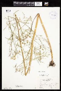 Cicuta bulbifera image