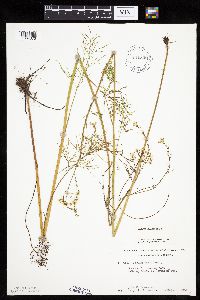 Cicuta bulbifera image