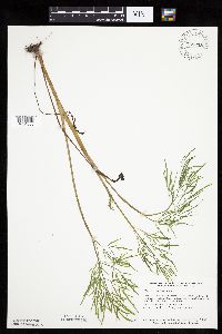 Thumbnail image of current specimen