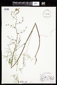 Cicuta bulbifera image