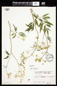 Cicuta maculata image