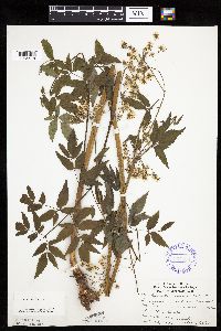 Cicuta maculata image