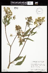 Cicuta maculata image