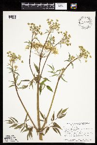 Cicuta maculata image