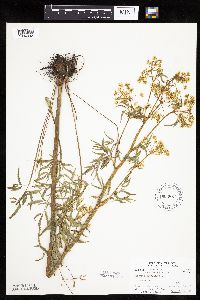 Cicuta maculata image