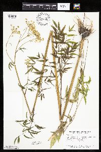 Cicuta maculata image
