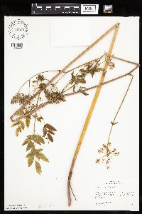 Cicuta maculata image