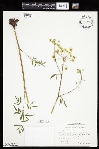 Cicuta maculata image