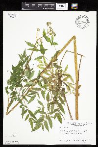 Image of Cicuta maculata