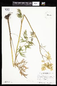 Cicuta maculata image