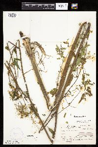 Cicuta maculata image