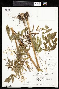 Cicuta maculata image